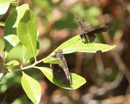 Image of Northern Cloudywing