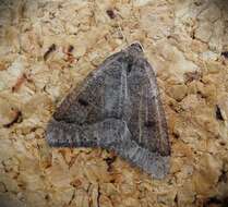 Image of early moth