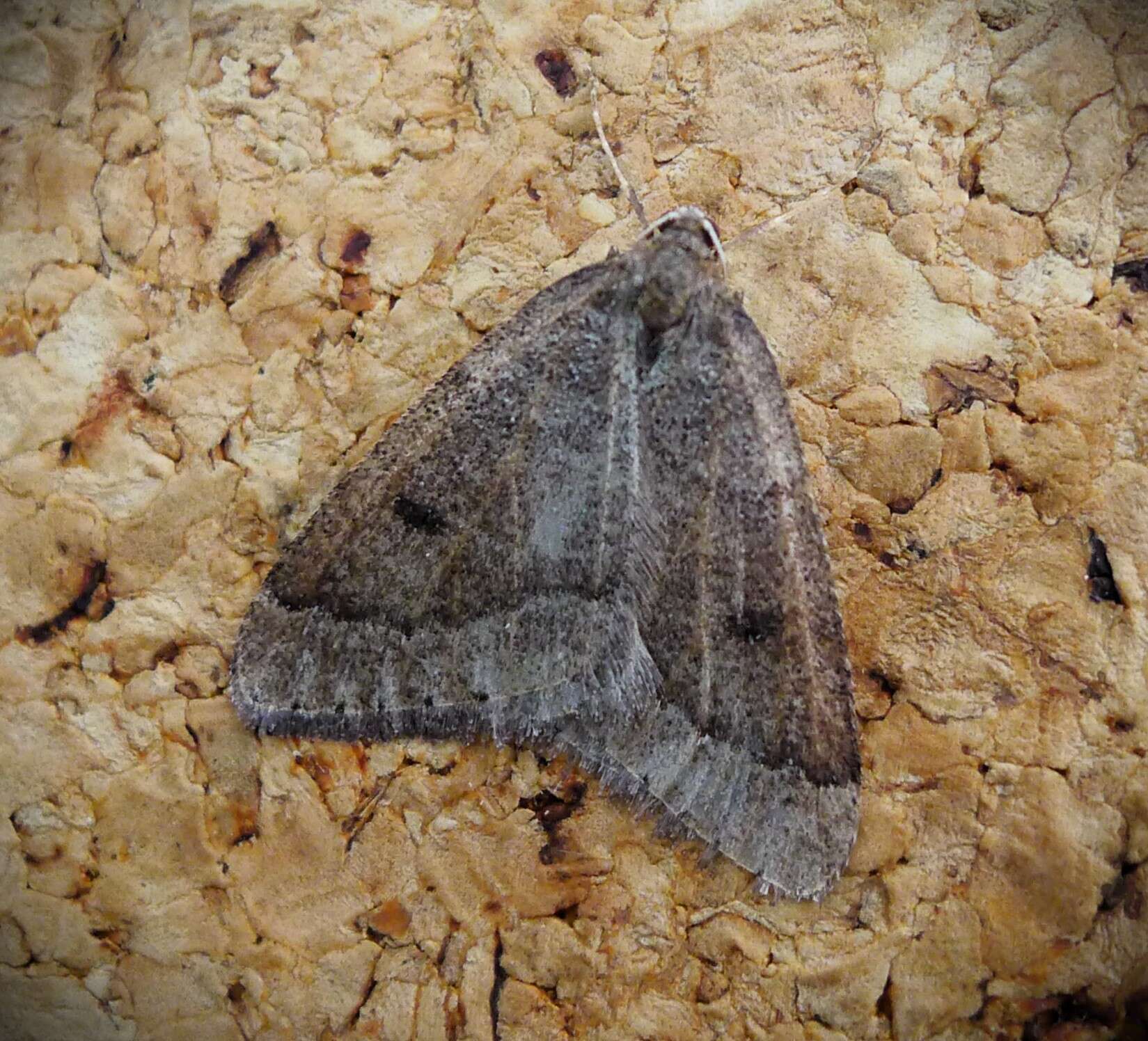 Image of early moth