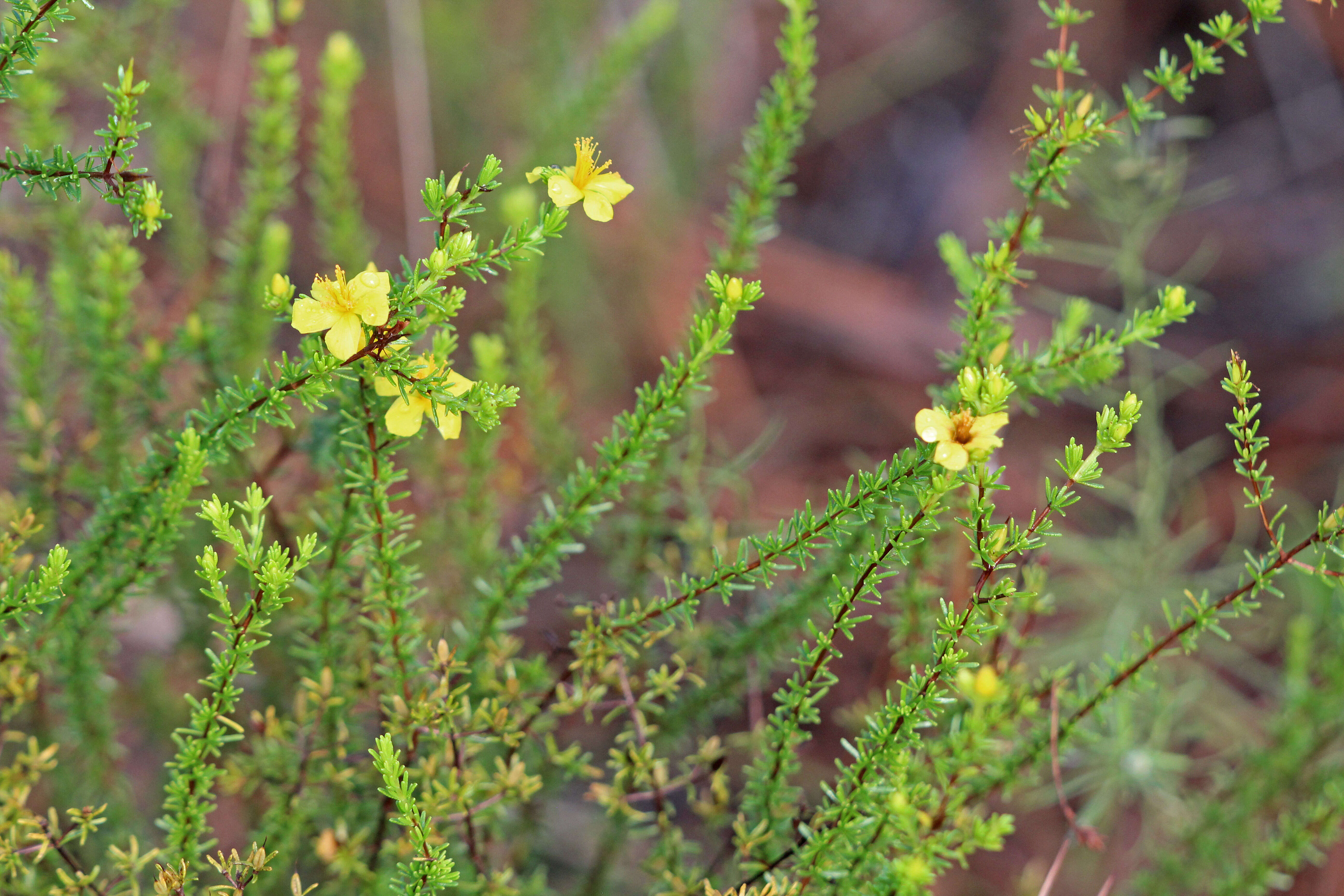 Image of Atlantic St. John's-Wort