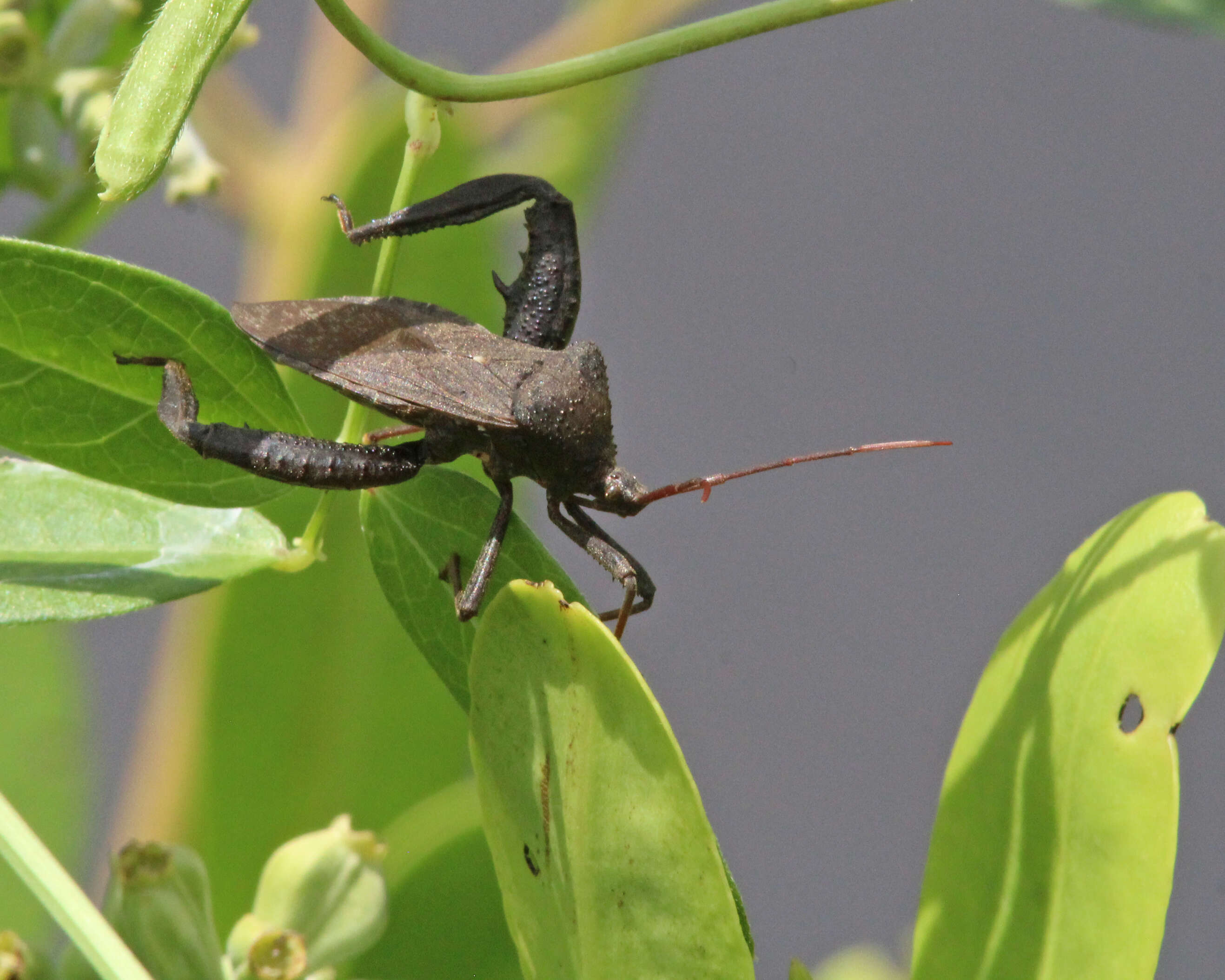 Image of Florida leaf-footed bug