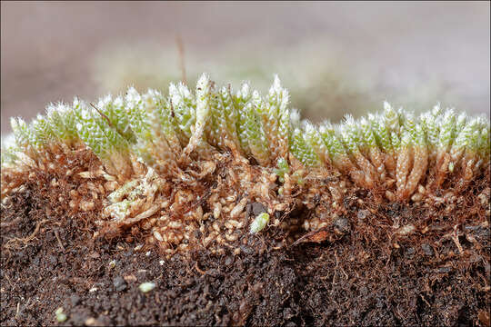 Image of silvergreen bryum moss