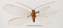 Image of Italochrysa falcata Tjeder 1966