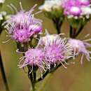 Image of Trichogonia salviifolia Gardn.