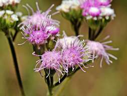 Trichogonia salviifolia Gardn. resmi