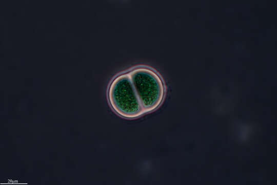 Image of Chroococcus turgidus