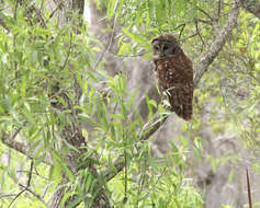 Image of Barred Owl