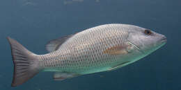 Image of Gray Snapper