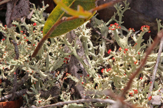 Image of cup lichen