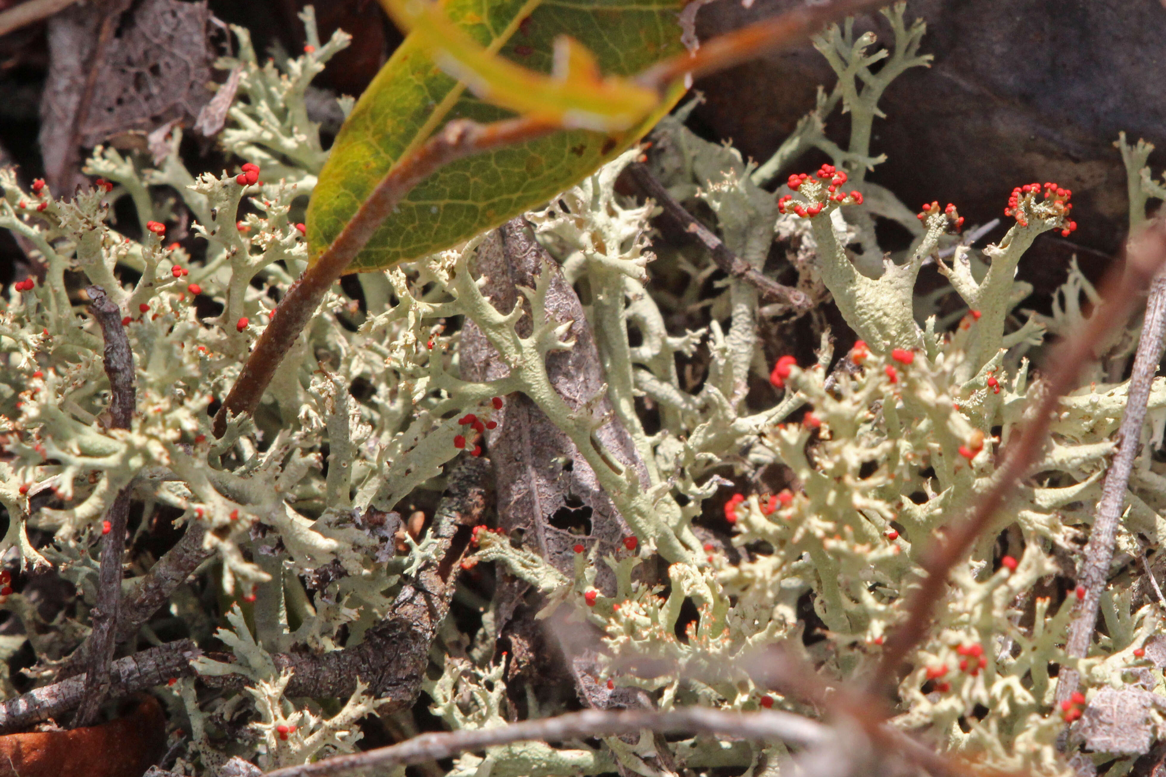 Image of cup lichen