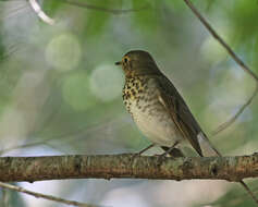 Image of Swainson's Thrush