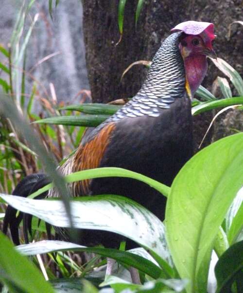 Image of Green Junglefowl