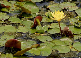 Image of yellow waterlily