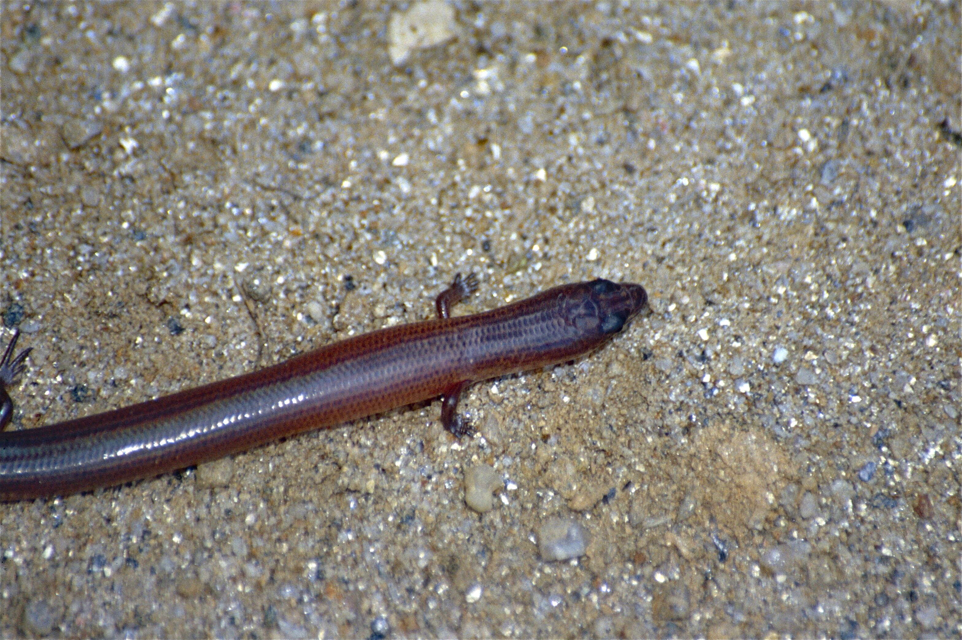 Image of Spotted Skink