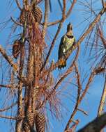 Image of Northern Flicker