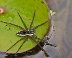 Image of Six-spotted Fishing Spider