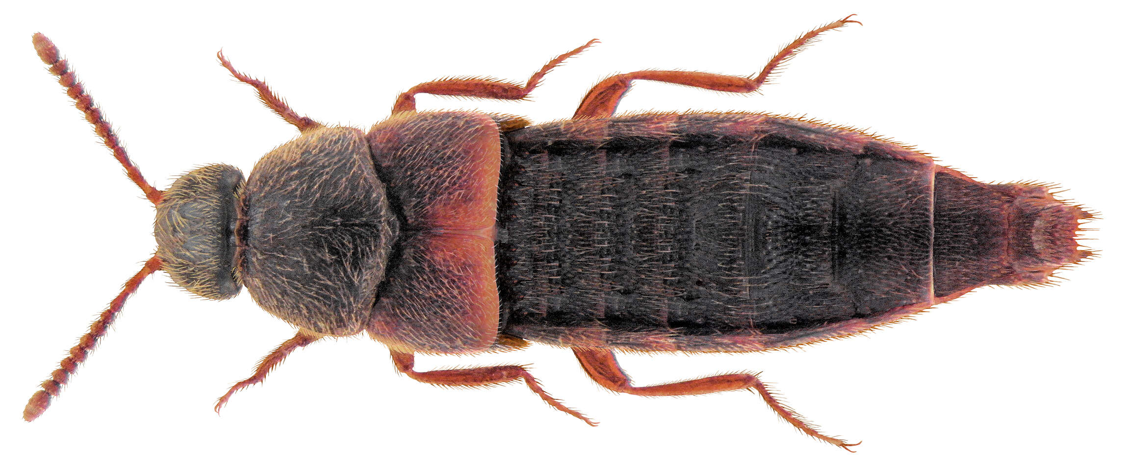 Image of Aleochara (Xenochara) kenyasinuosa Pace 2008