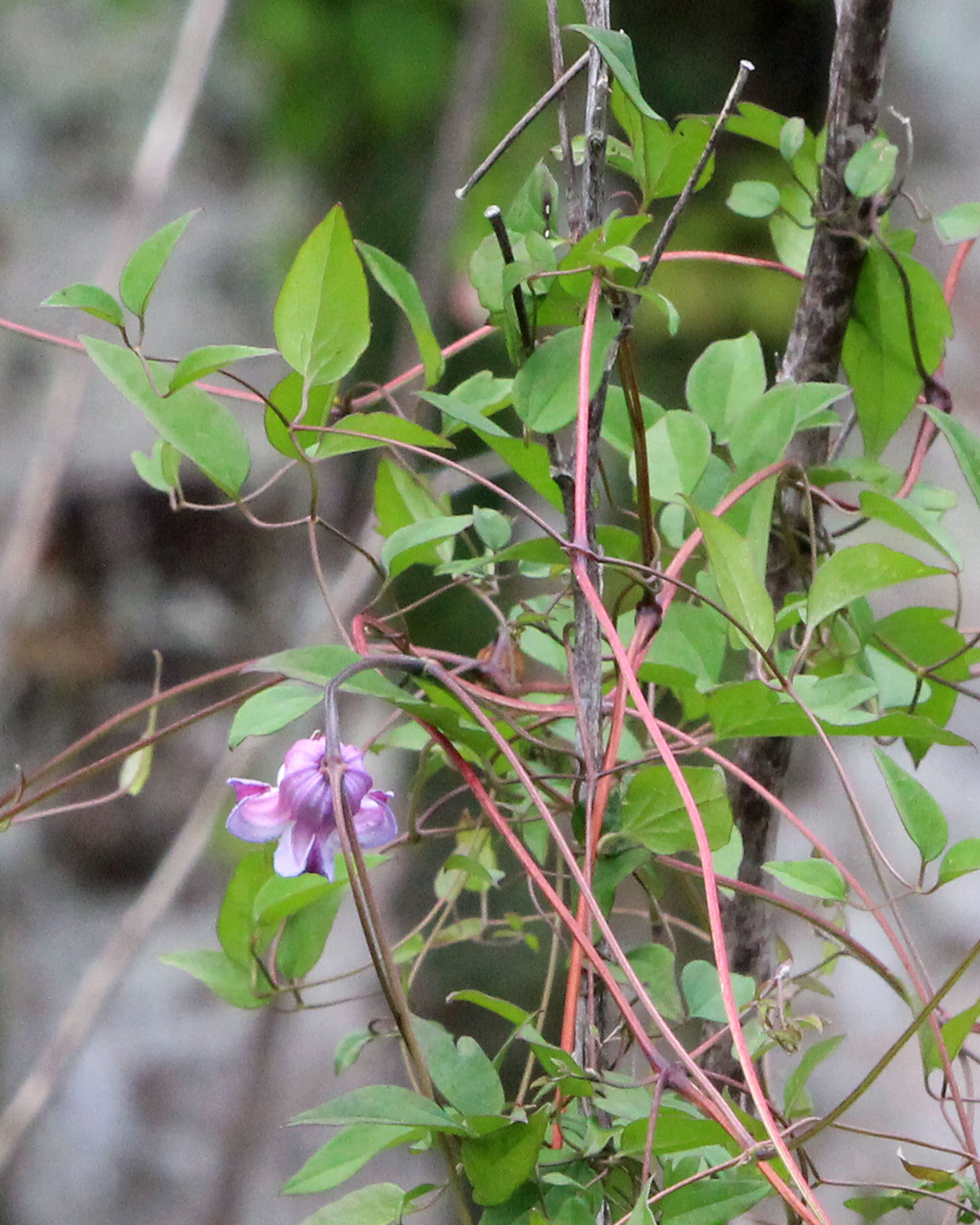 Sivun Clematis crispa L. kuva