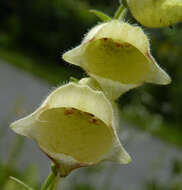 Imagem de Digitalis grandiflora Mill.