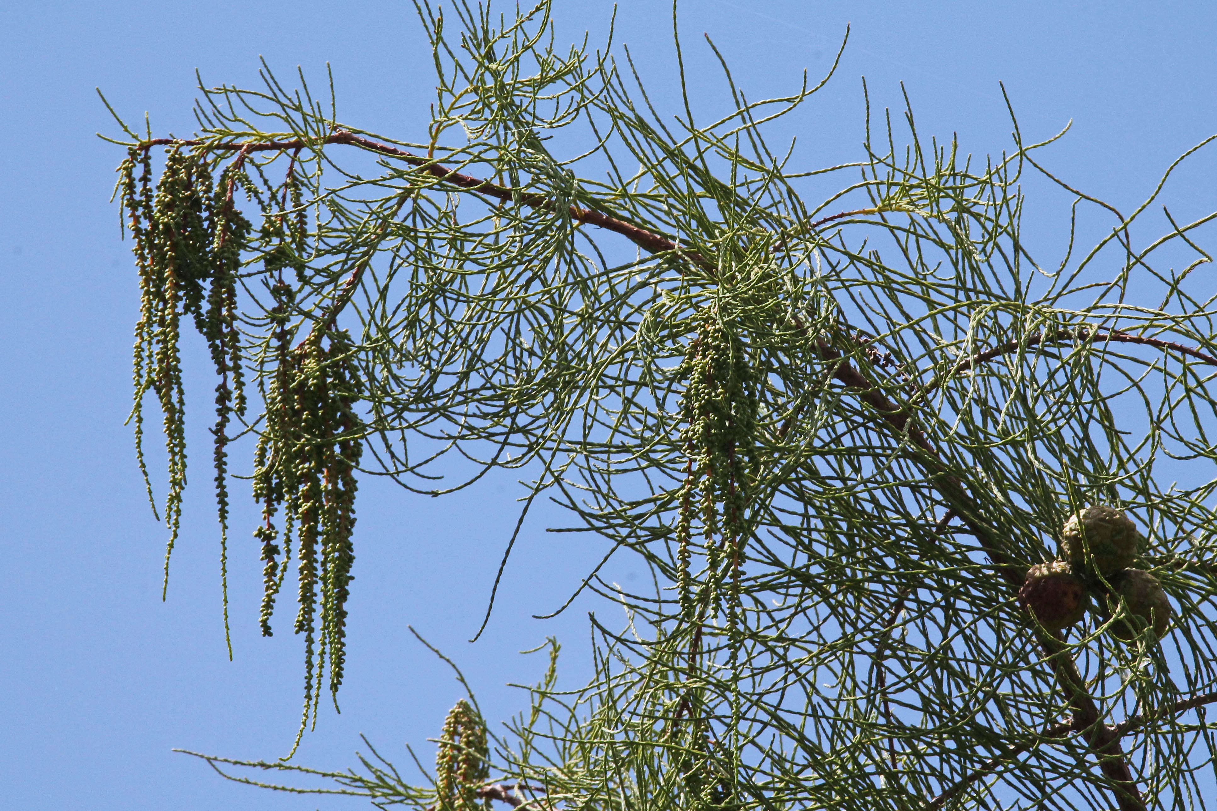 Imagem de Taxodium distichum var. imbricarium (Nutt.) Sarg.