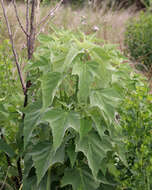 Image of swamp rosemallow