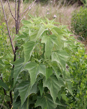 Image of swamp rosemallow