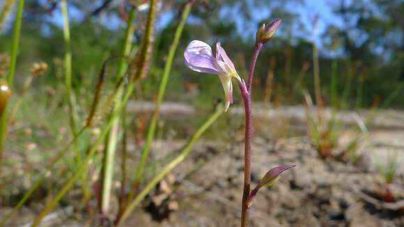 Image of bladderwort