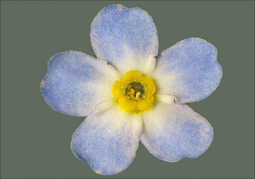 Image of true forget-me-not