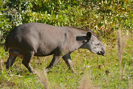 Image de Tapir D'Amérique