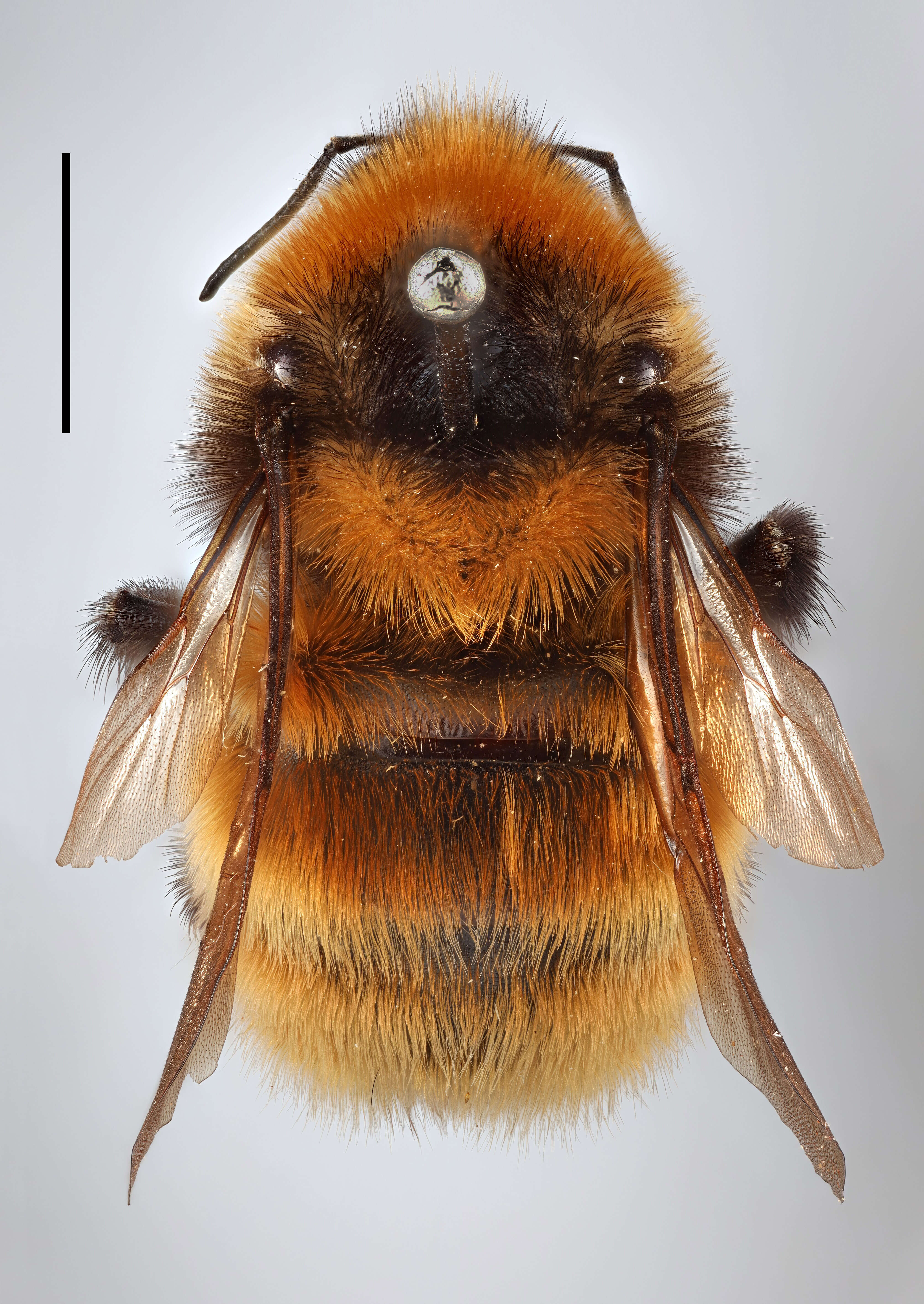 Plancia ëd Bombus distinguendus Morawitz 1869