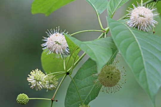 Image of common buttonbush