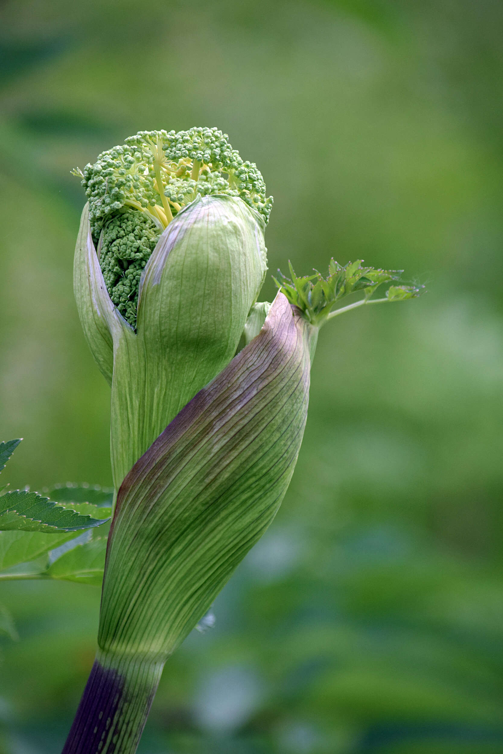 Imagem de Angelica atropurpurea L.