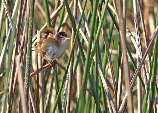 Image of Marsh Wren