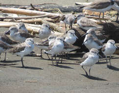 Image of Sanderling