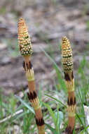 Image of field horsetail