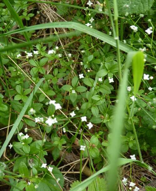 Image of Round-leaved Bedstraw