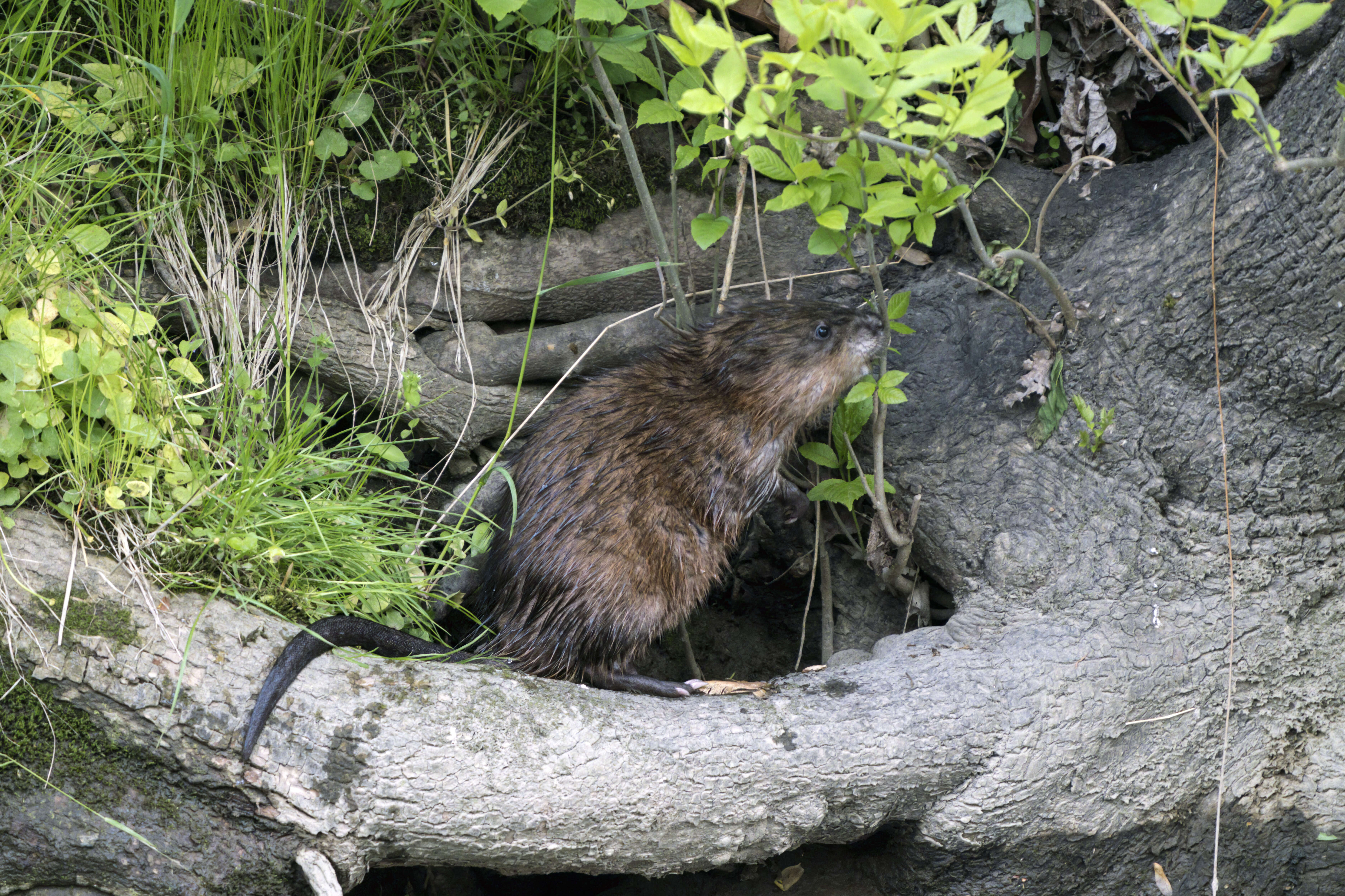 Image of muskrat