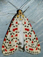 Utetheisa pulchella Linnaeus 1758 resmi