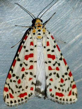 Image of crimson speckled