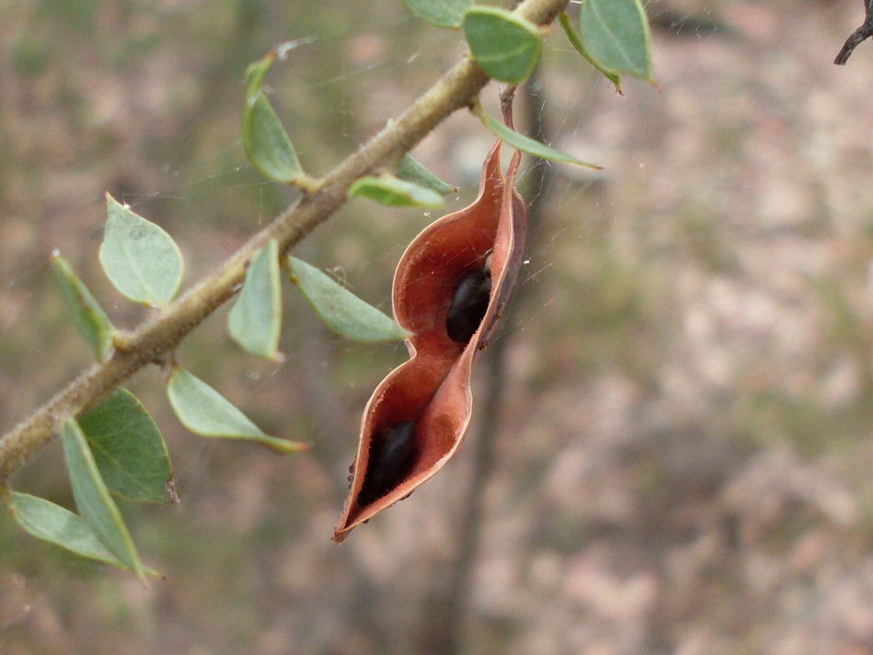 Image of Acacia uncinata Lindl.