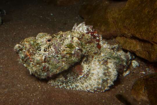 Image of Devil scorpionfish