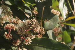 Image of Ixora brachiata Roxb.