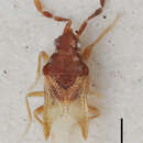 Image of Lilliputocoris exiguus Slater 1979