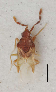 Image of Lilliputocoris