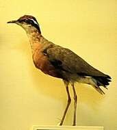 Image of Indian Courser