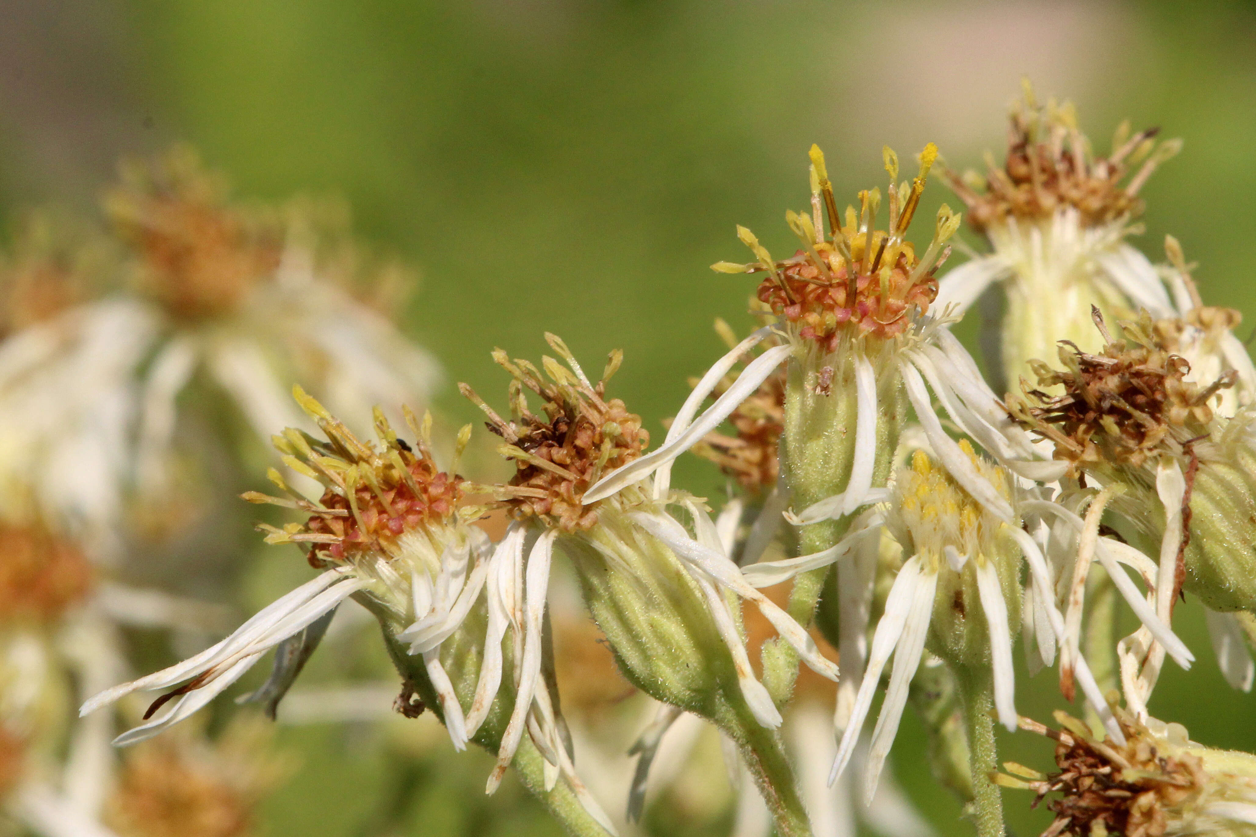 Image of Pine-Barren Nodding-Aster