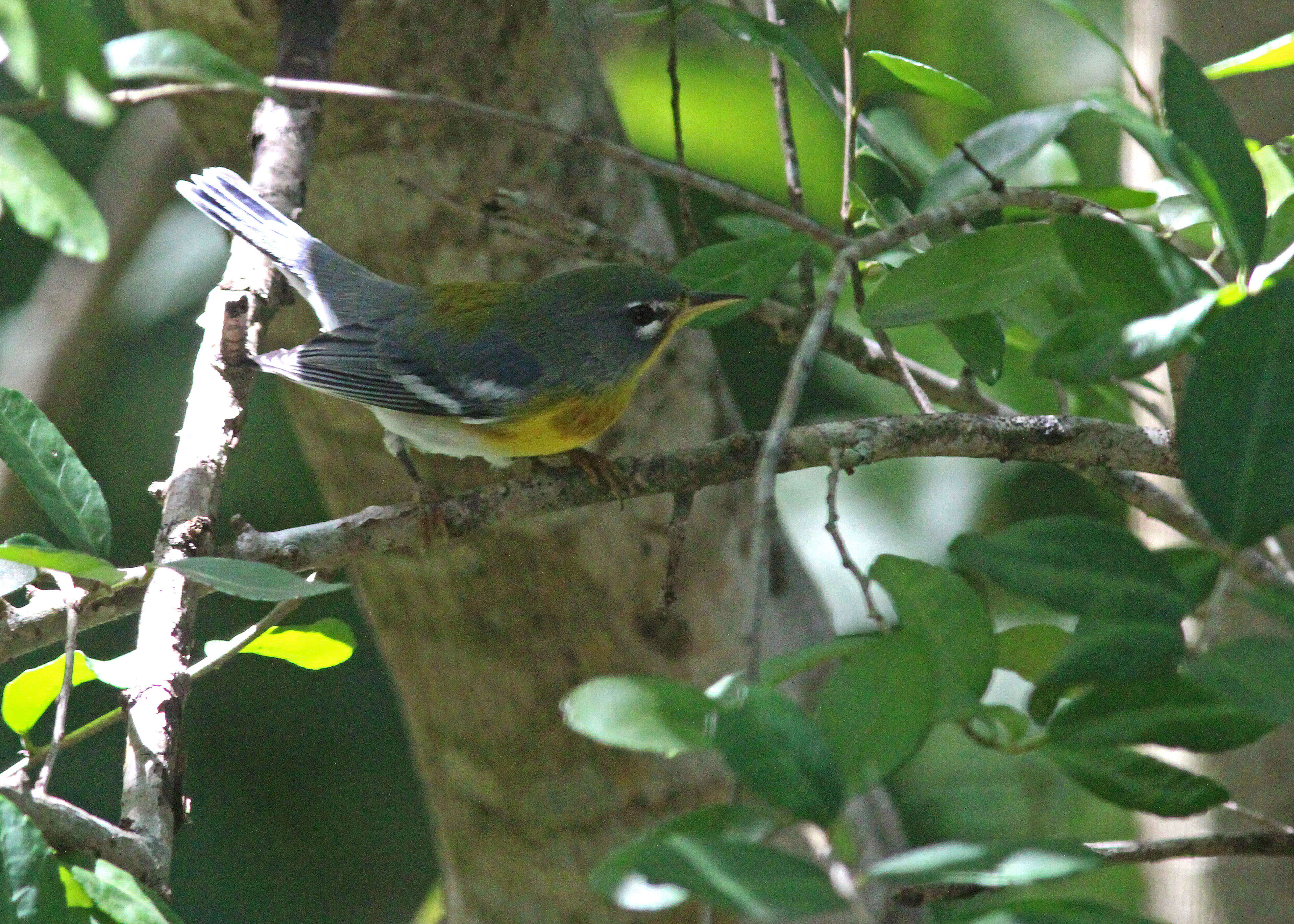 Image de Paruline à collier