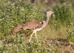 Image of Kori Bustard