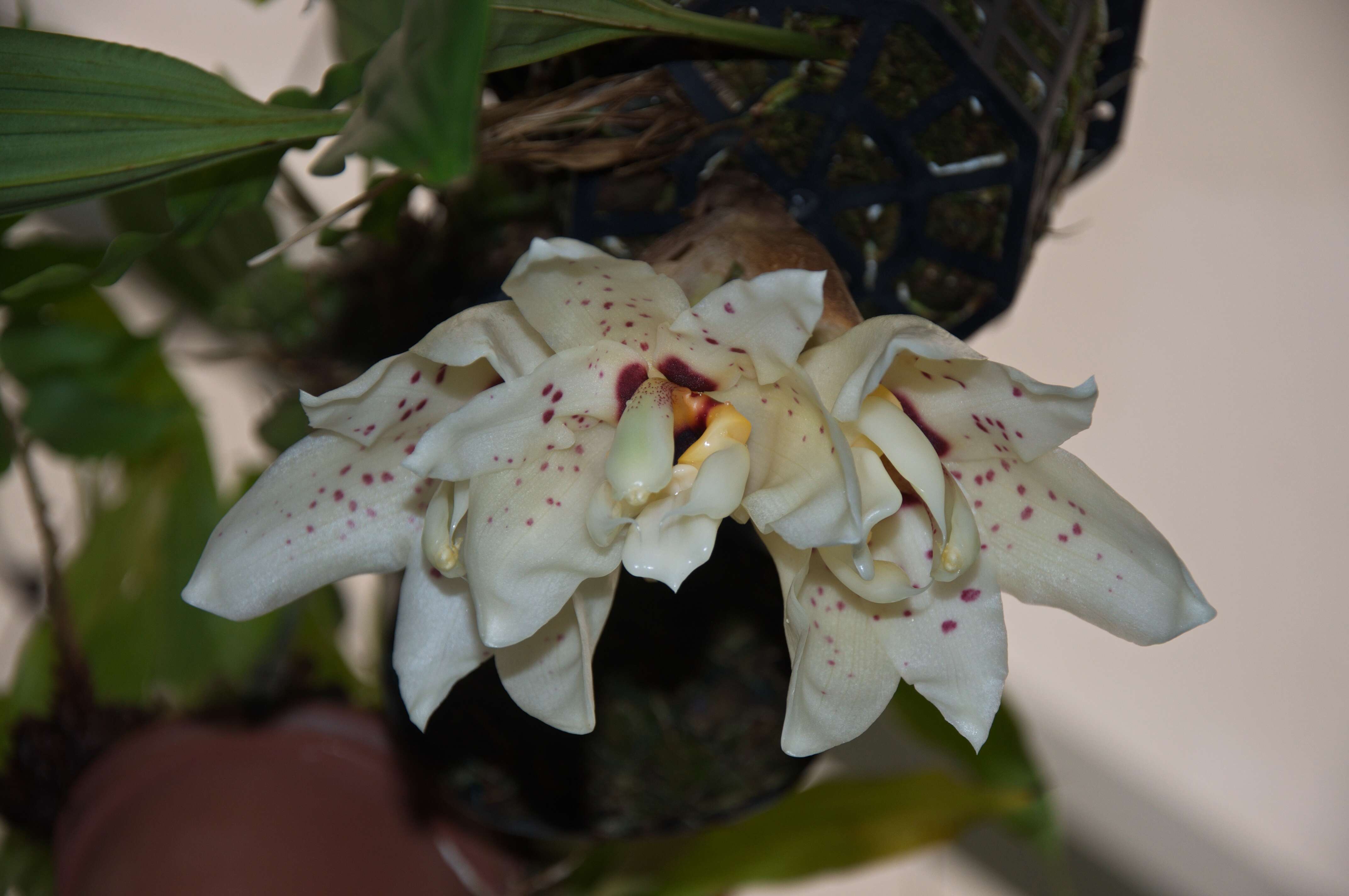 Image of Stanhopea martiana Bateman ex Lindl.