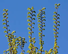 Image of American elm